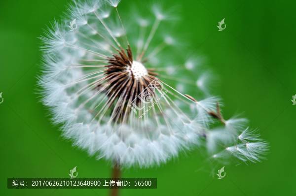 蒲公英