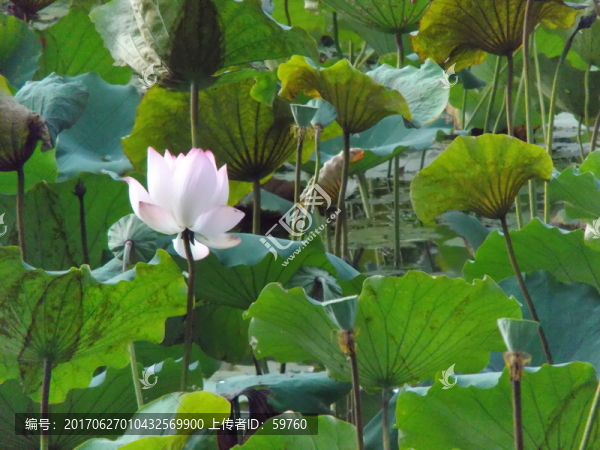 荷花