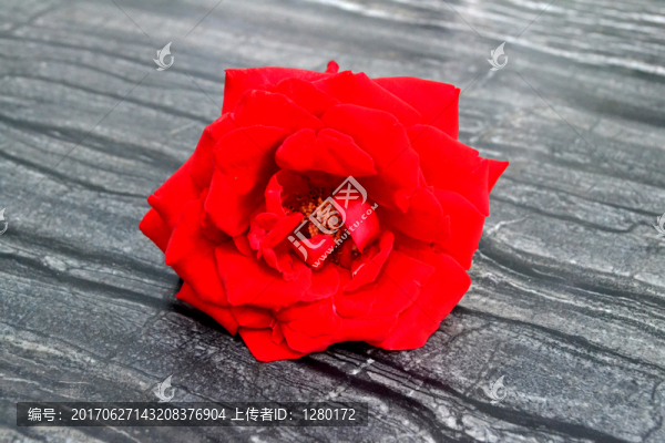 月季花
