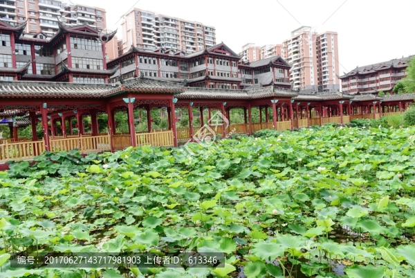荷花和中式建筑