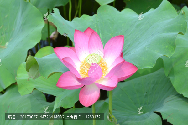 荷花