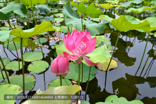 荷花