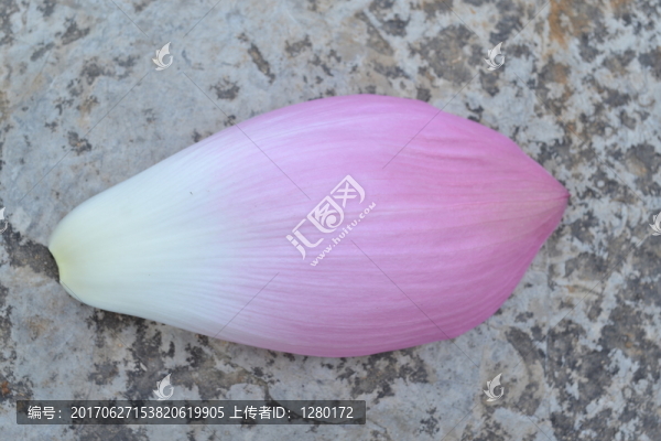 荷花瓣