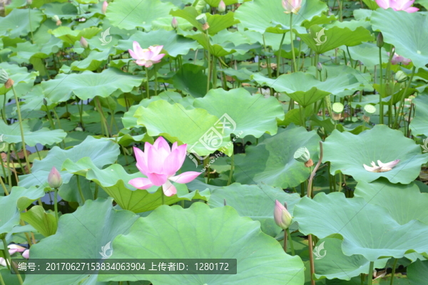 荷花池