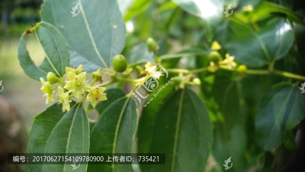 棗樹花