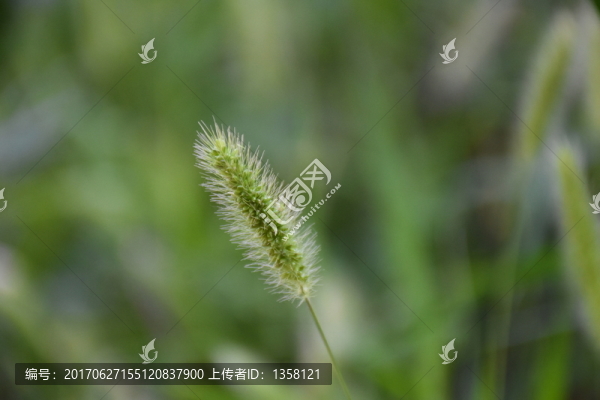 狗尾巴草