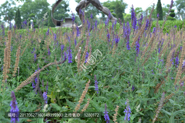 薰衣草花田