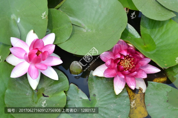 蓮花