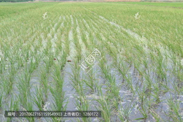 稻田,稻秧