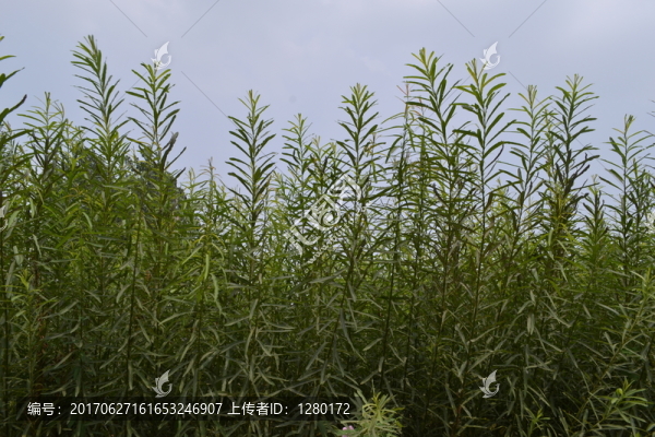 柳條,柳編