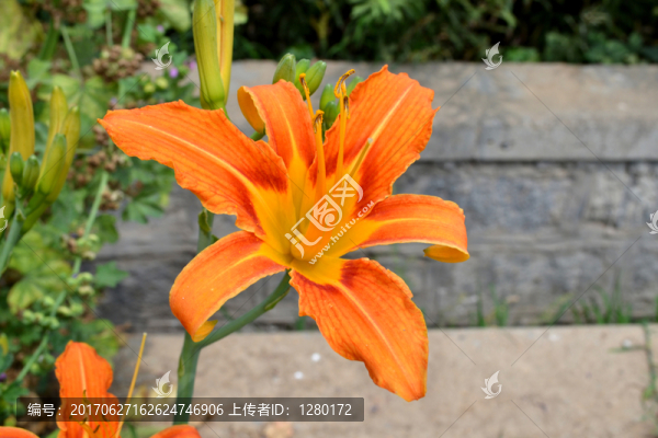黃花菜