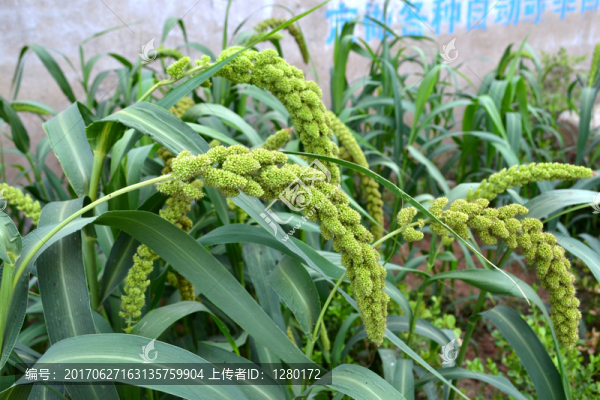 谷子,谷穗