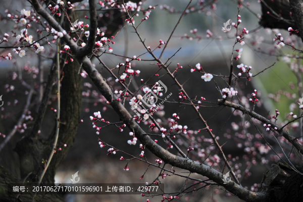 樹林,樹木