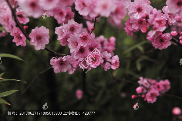 梅花圖片
