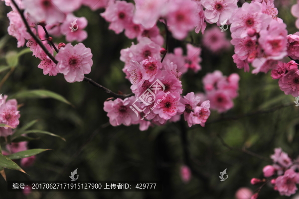 梅花