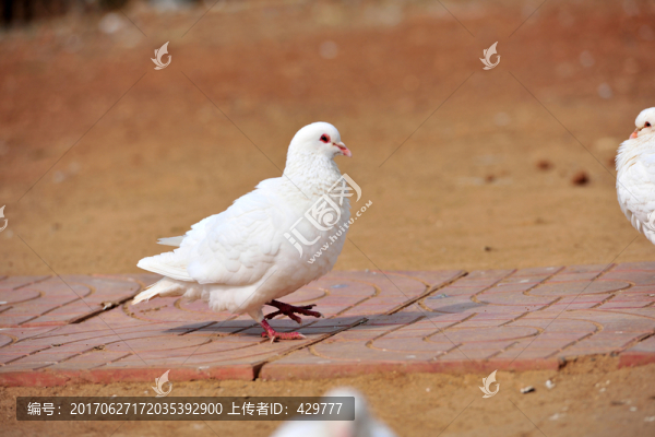 鴿子