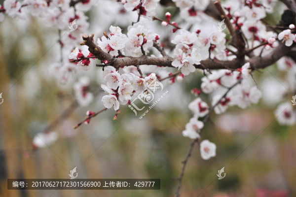 杏花,,,杏園