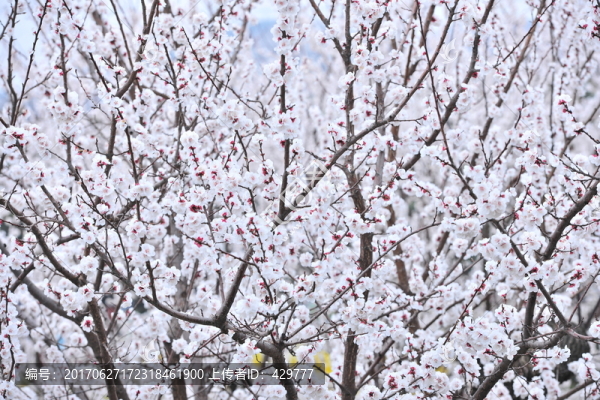 杏花園