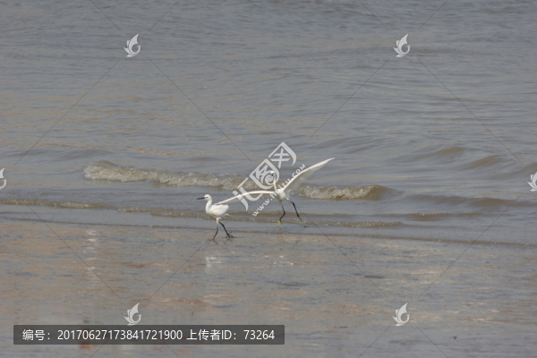 白鷺