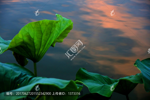 池中蓮花