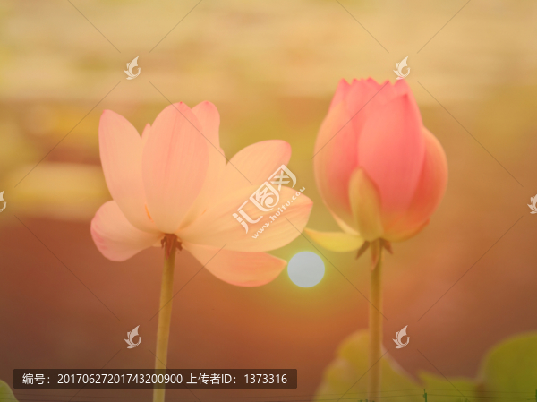 池中蓮花