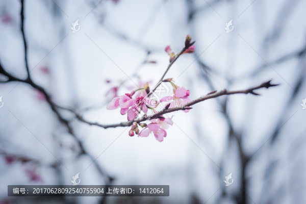 櫻花