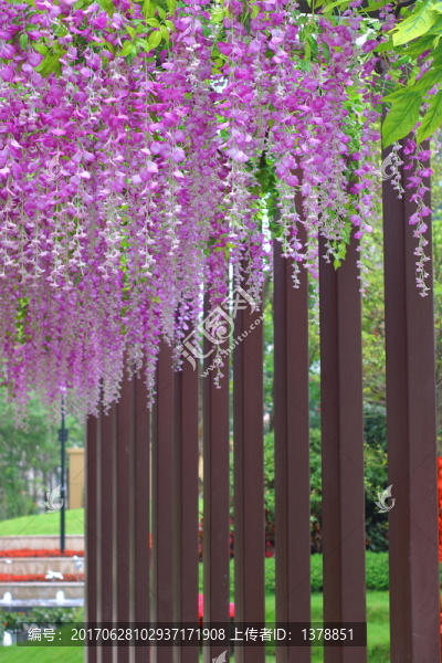 紫藤花