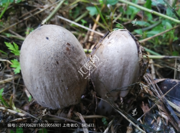 野生菌