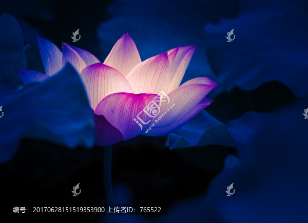 荷花