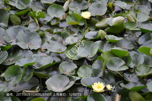 蓮花池