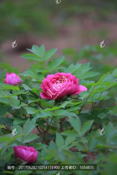 牡丹花