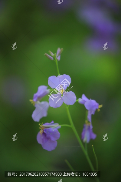 二月蘭,諸葛菜
