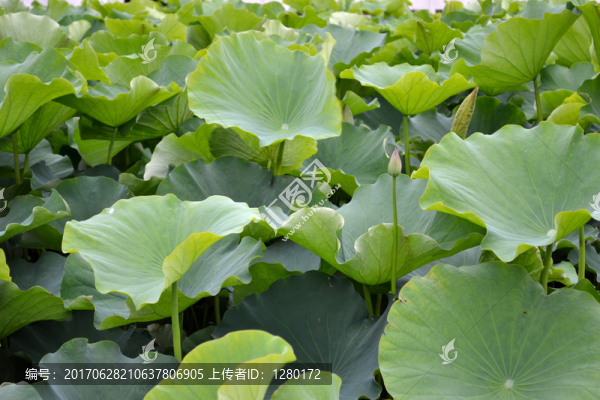 荷葉