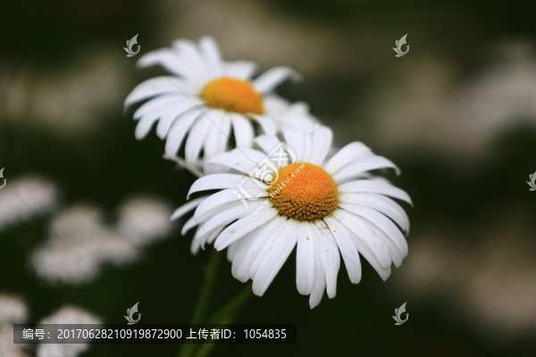 雛菊