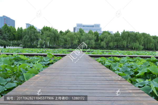 荷葉
