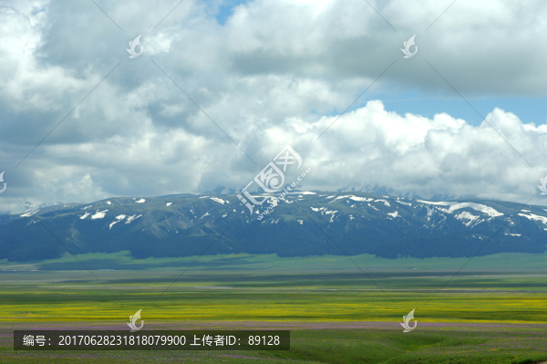 賽里木湖花海