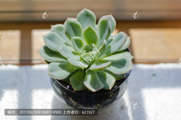 月亮仙子多肉植物