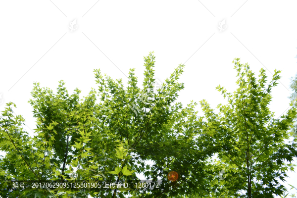 綠葉