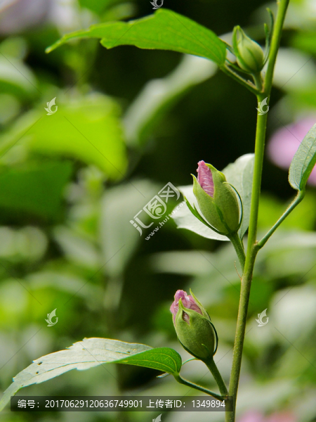 木槿花,園林綠化,背景