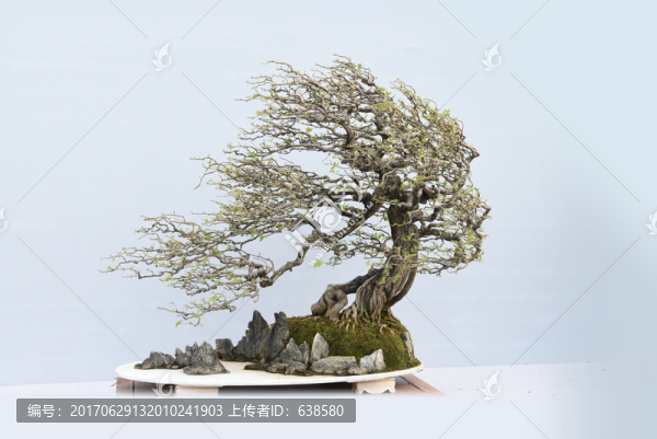 盆景盆栽