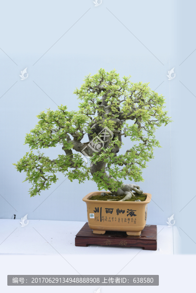 盆栽盆景