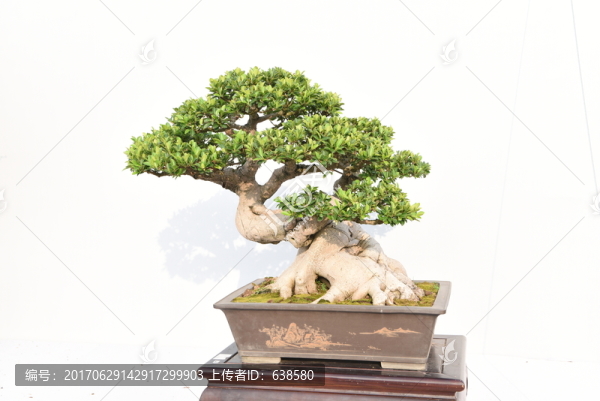 盆栽盆景