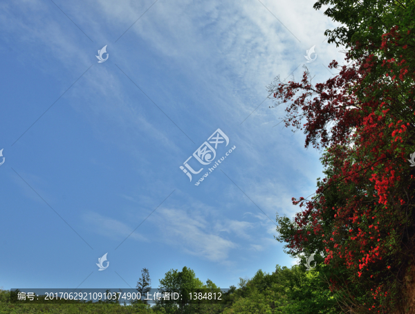 映山紅,杜鵑花