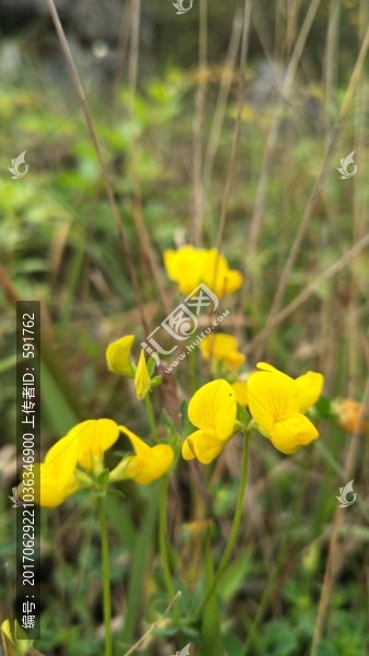 花