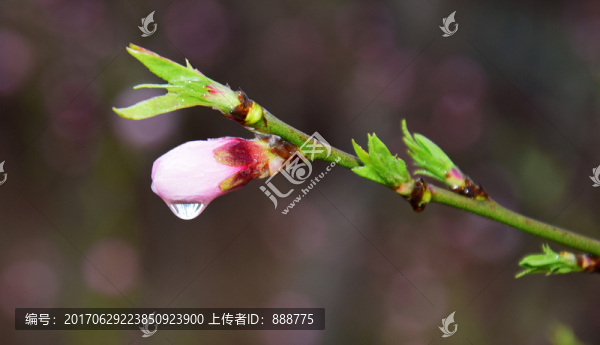 雨后的桃花花苞