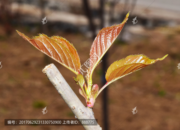 樹枝上的嫩葉圖片素材