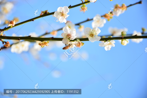 白色梅花攝影圖圖片