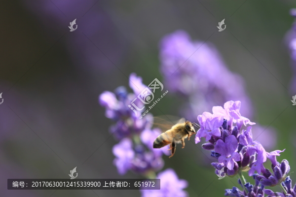 蜜蜂采蜜