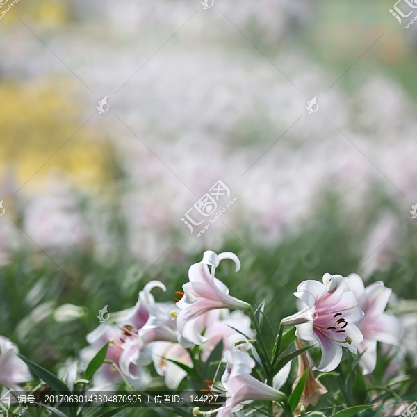 白百合