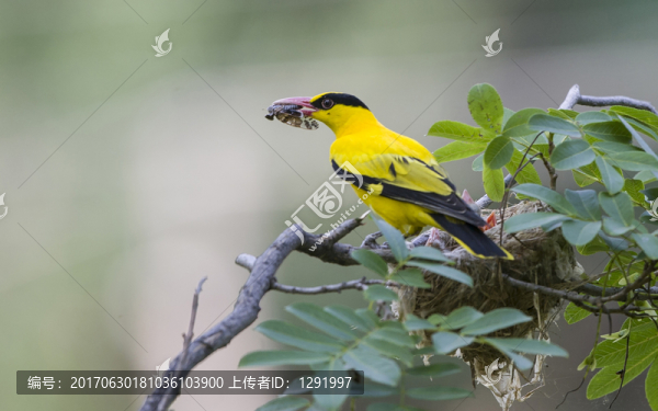 黃鸝鳥(niǎo)